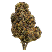 Colombian Gold Sativa THCA Flower – Sungrown 3.5g Premium Cannabis Buds
