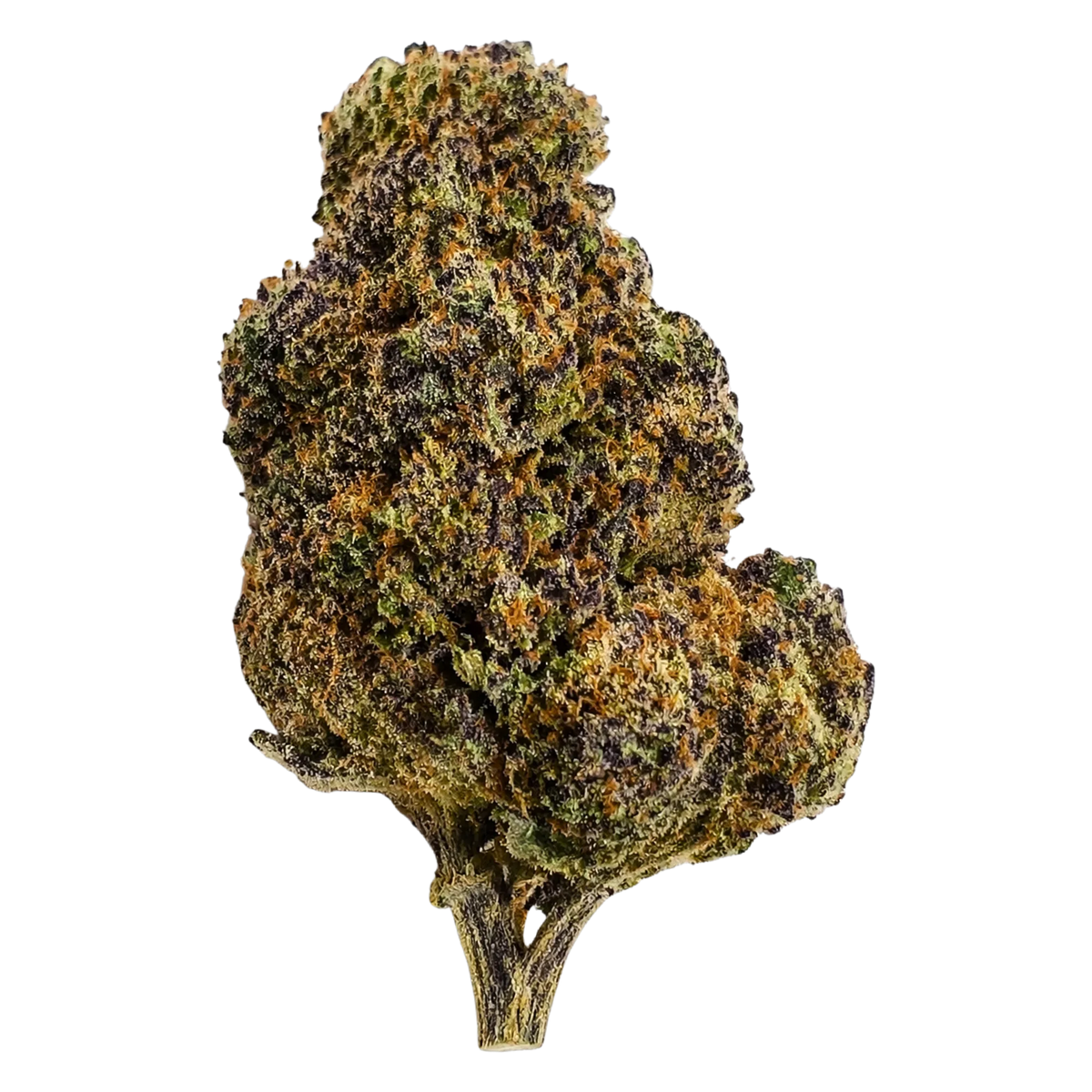Colombian Gold Sativa THCA Flower – Sungrown 3.5g Premium Cannabis Buds