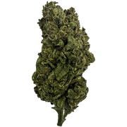 Ghost Train Haze Sativa THCA Flower – Sungrown 3.5g Premium Cannabis Buds