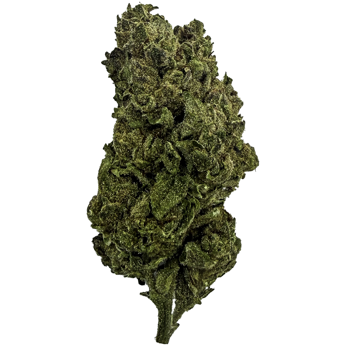 Ghost Train Haze Sativa THCA Flower – Sungrown 3.5g Premium Cannabis Buds