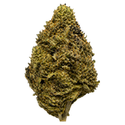 Girl Scout Cookies Hybrid THCA Flower – Sungrown 3.5g Premium Cannabis Buds