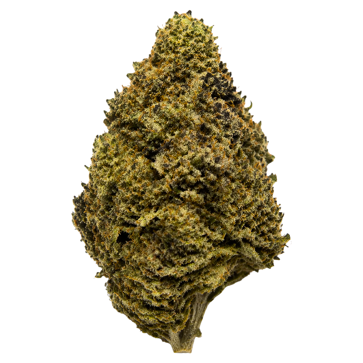 Girl Scout Cookies Hybrid THCA Flower – Sungrown 3.5g Premium Cannabis Buds